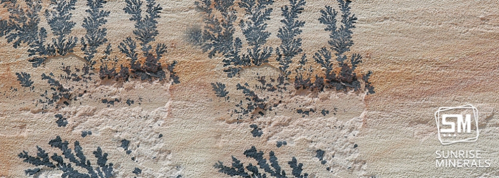 Mint Fossil Sandstone